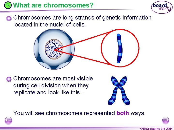 What are chromosomes? Chromosomes are long strands of genetic information located in the nuclei
