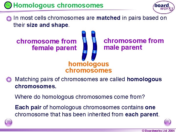 Homologous chromosomes In most cells chromosomes are matched in pairs based on their size