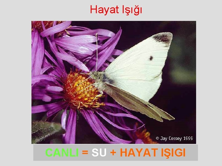  Hayat Işığı CANLI = SU + HAYAT IŞIGI 