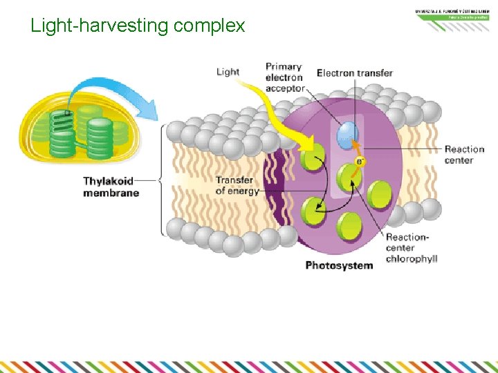 Light-harvesting complex 