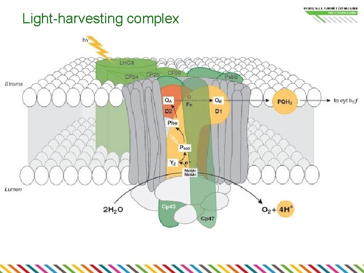 Light-harvesting complex 