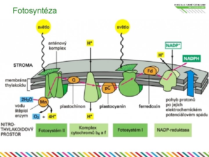 Fotosyntéza 