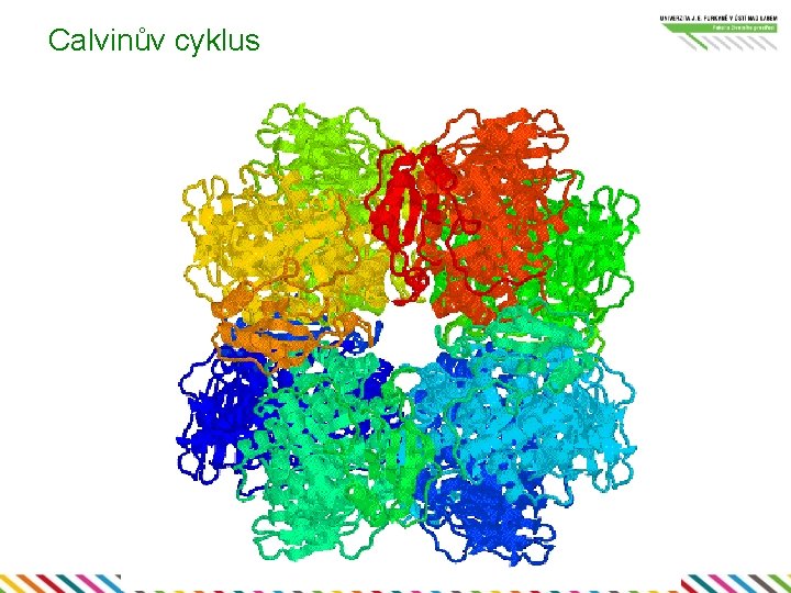 Calvinův cyklus 