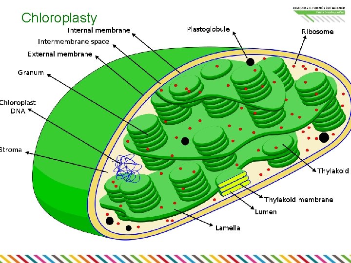 Chloroplasty 