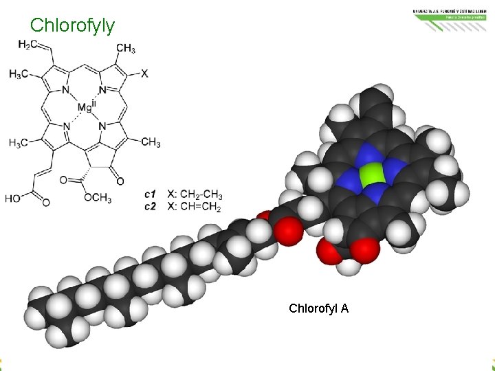 Chlorofyly Chlorofyl A 