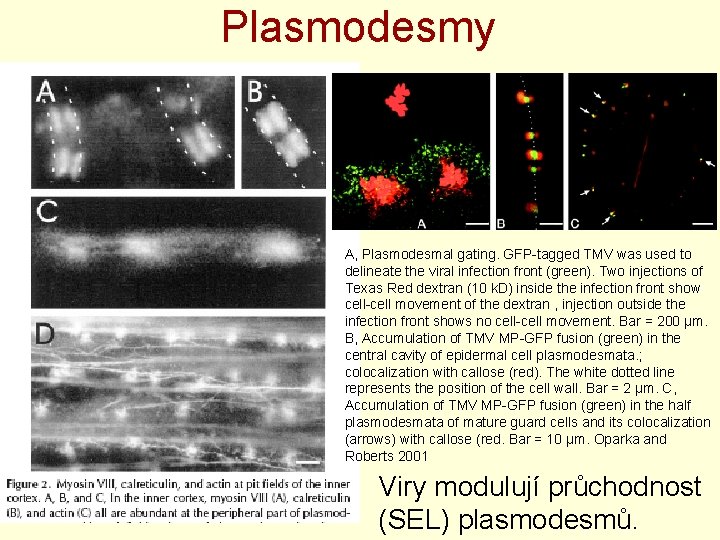 Plasmodesmy A, Plasmodesmal gating. GFP-tagged TMV was used to delineate the viral infection front