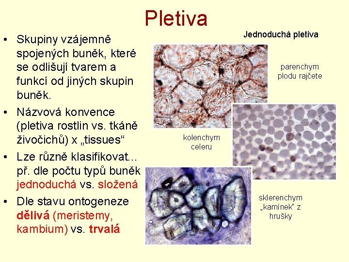 Pletiva • Skupiny vzájemně spojených buněk, které se odlišují tvarem a funkcí od jiných