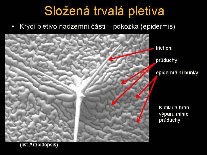 Složená trvalá pletiva • Krycí pletivo nadzemní části – pokožka (epidermis) trichom průduchy epidermální