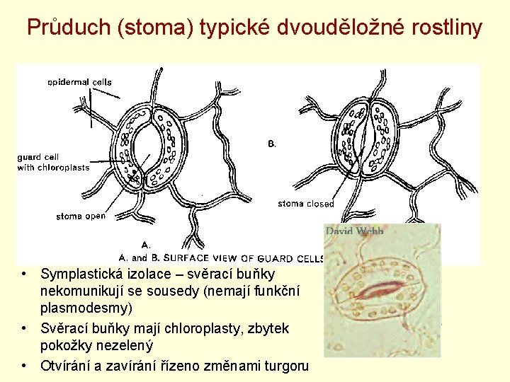 Průduch (stoma) typické dvouděložné rostliny • Symplastická izolace – svěrací buňky nekomunikují se sousedy