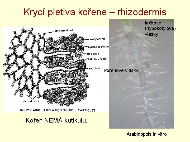 Krycí pletiva kořene – rhizodermis krčkové (hypokotylové) vlásky kořenové vlásky Kořen NEMÁ kutikulu. Arabidopsis