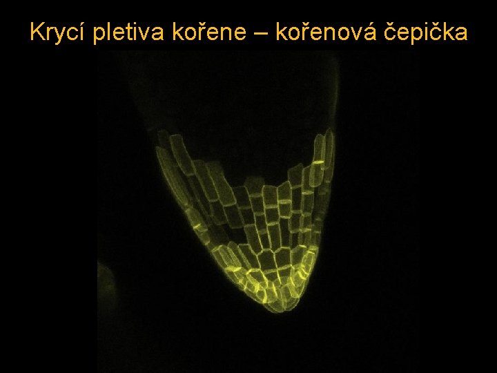 Krycí pletiva kořene – kořenová čepička 