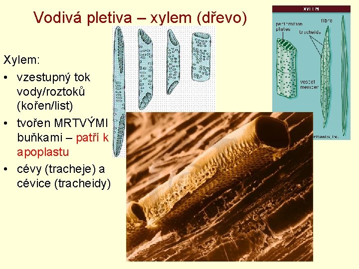 Vodivá pletiva – xylem (dřevo) Xylem: • vzestupný tok vody/roztoků (kořen/list) • tvořen MRTVÝMI