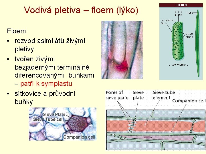 Vodivá pletiva – floem (lýko) Floem: • rozvod asimilátů živými pletivy • tvořen živými