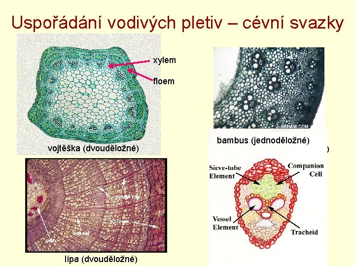 Uspořádání vodivých pletiv – cévní svazky xylem floem vojtěška (dvouděložné) lípa (dvouděložné) bambus (jednoděložné)