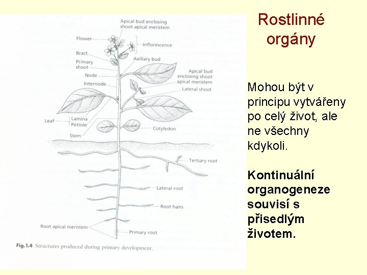 Rostlinné orgány Mohou být v principu vytvářeny po celý život, ale ne všechny kdykoli.