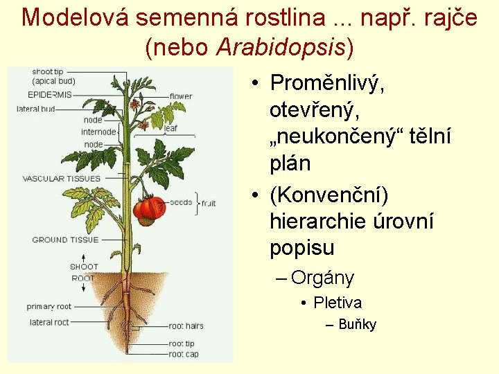 Modelová semenná rostlina. . . např. rajče (nebo Arabidopsis) • Proměnlivý, otevřený, „neukončený“ tělní