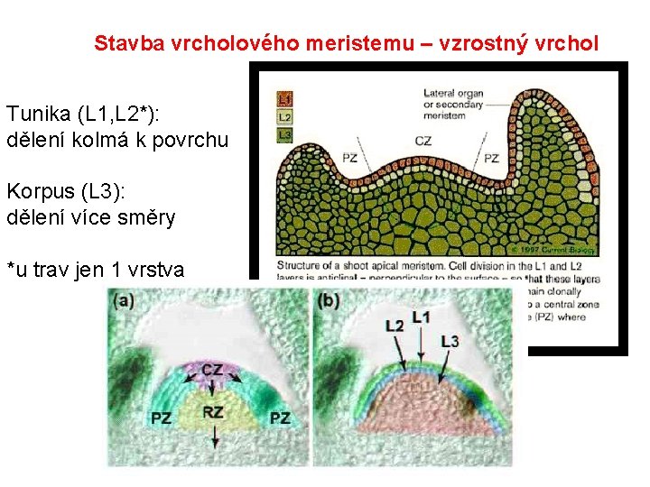 Stavba vrcholového meristemu – vzrostný vrchol Tunika (L 1, L 2*): dělení kolmá k