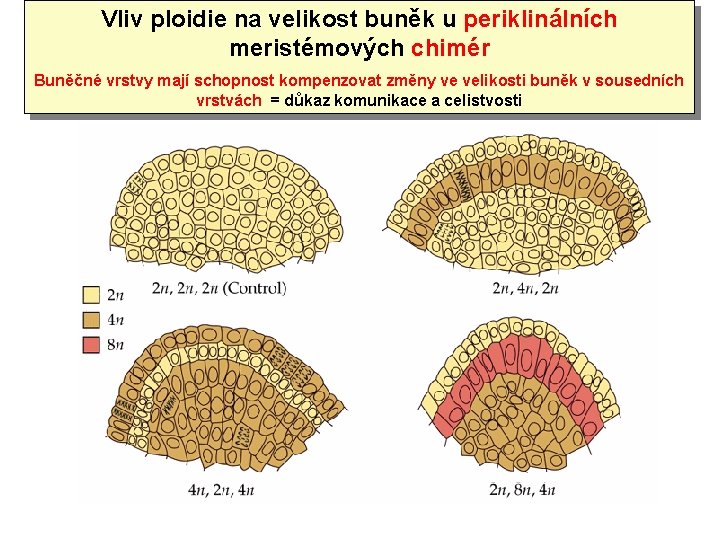 Vliv ploidie na velikost buněk u periklinálních meristémových chimér Buněčné vrstvy mají schopnost kompenzovat