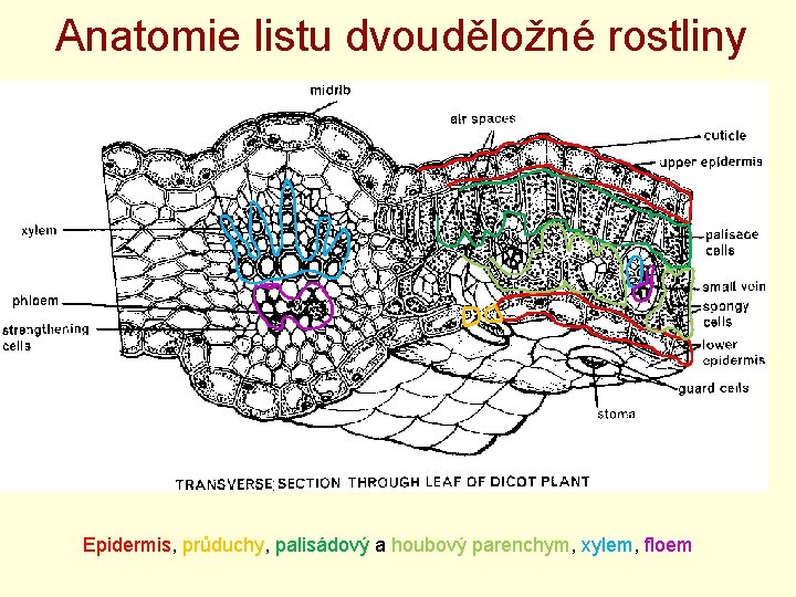 Anatomie listu dvouděložné rostliny Epidermis, průduchy, palisádový a houbový parenchym, xylem, floem 
