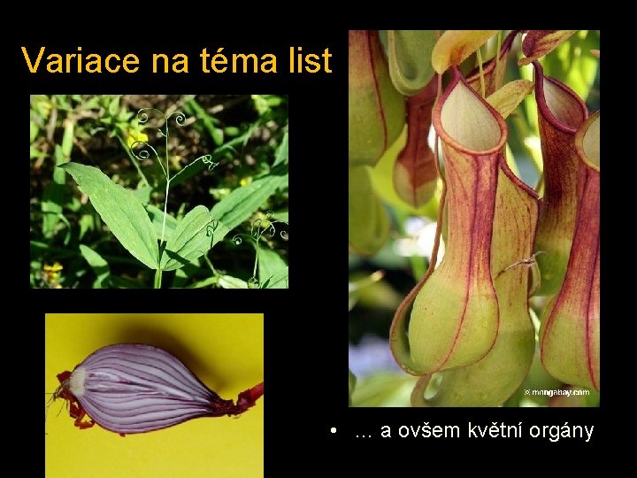Variace na téma list • … a ovšem květní orgány láčkovka Nepenthes 