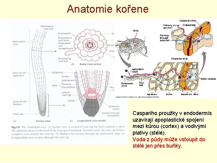 Anatomie kořene Caspariho proužky v endodermis uzavírají apoplastické spojení mezi kůrou (cortex) a vodivými