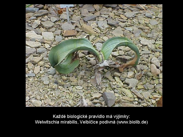 Každé biologické pravidlo má výjimky: Welwitschia mirabilis, Velbičice podivná (www. biolib. de) 