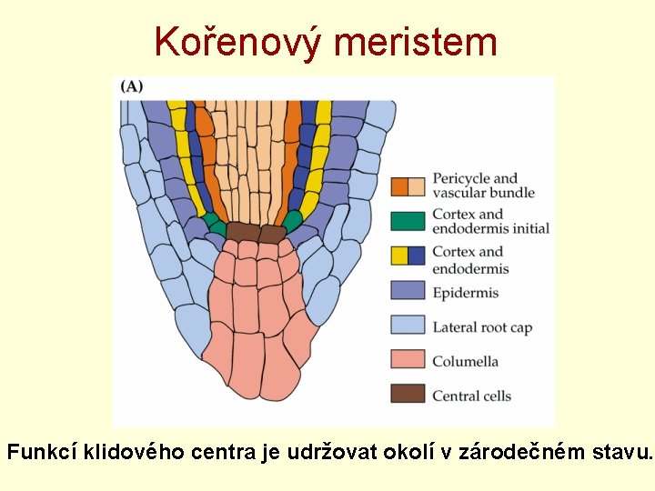 Kořenový meristem Funkcí klidového centra je udržovat okolí v zárodečném stavu. 