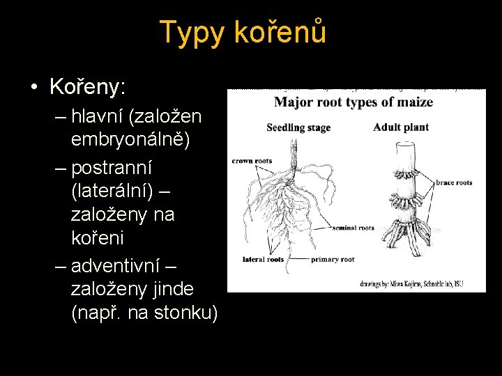 Typy kořenů • Kořeny: – hlavní (založen embryonálně) – postranní (laterální) – založeny na