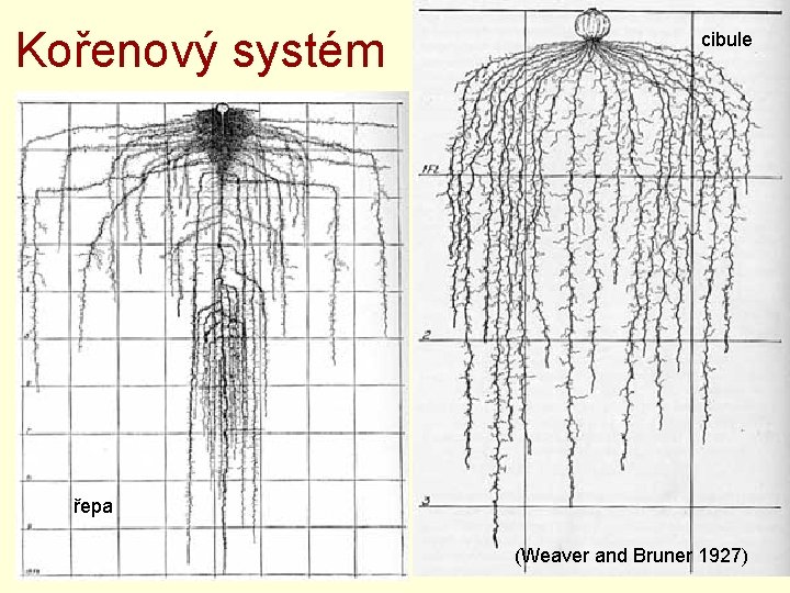 Kořenový systém cibule řepa (Weaver and Bruner 1927) 