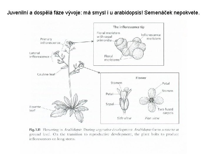 Juvenilní a dospělá fáze vývoje: má smysl i u arabidopsis! Semenáček nepokvete. 