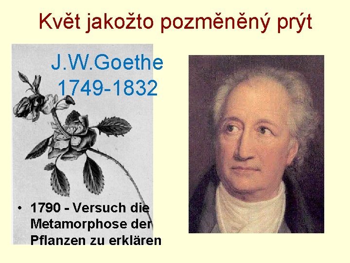 Květ jakožto pozměněný prýt J. W. Goethe 1749 -1832 • 1790 - Versuch die