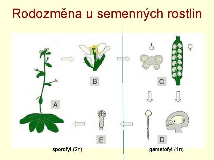 Rodozměna u semenných rostlin sporofyt (2 n) gametofyt (1 n) 