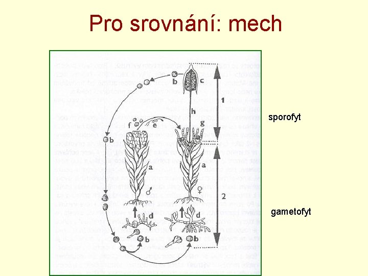 Pro srovnání: mech sporofyt gametofyt 