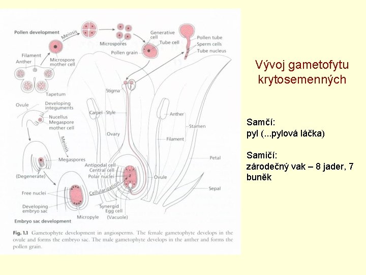 Vývoj gametofytu krytosemenných Samčí: pyl (. . . pylová láčka) Samičí: zárodečný vak –