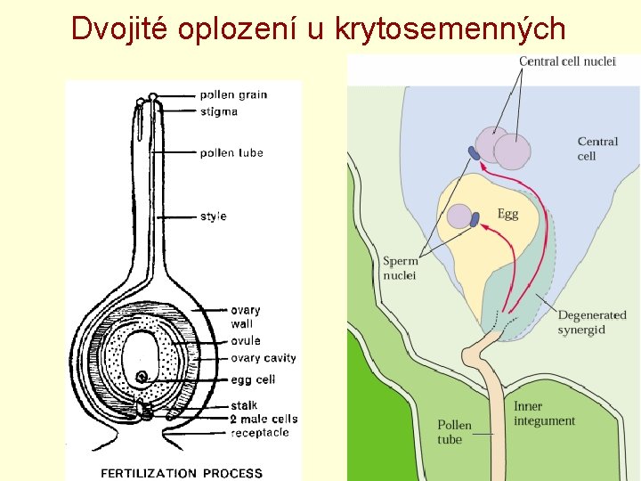 Dvojité oplození u krytosemenných 