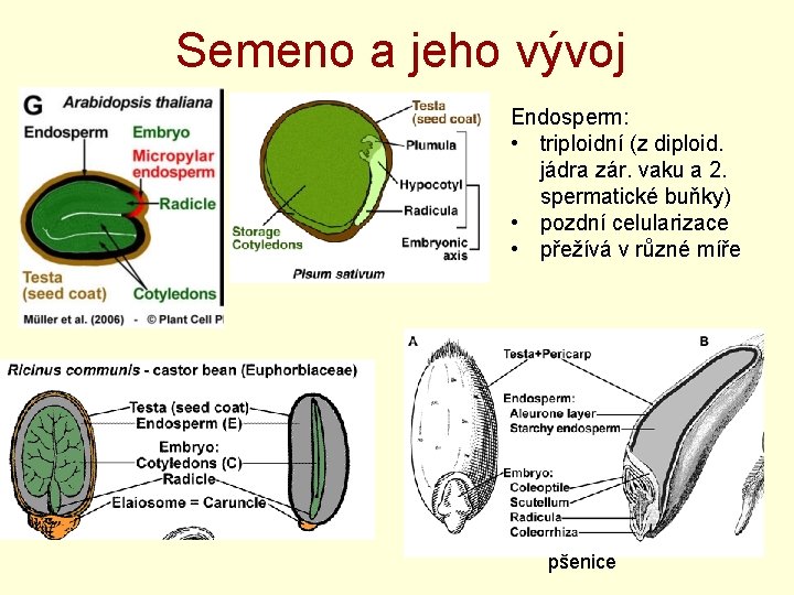 Semeno a jeho vývoj Endosperm: • triploidní (z diploid. jádra zár. vaku a 2.