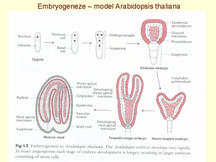 Embryogeneze – model Arabidopsis thaliana 