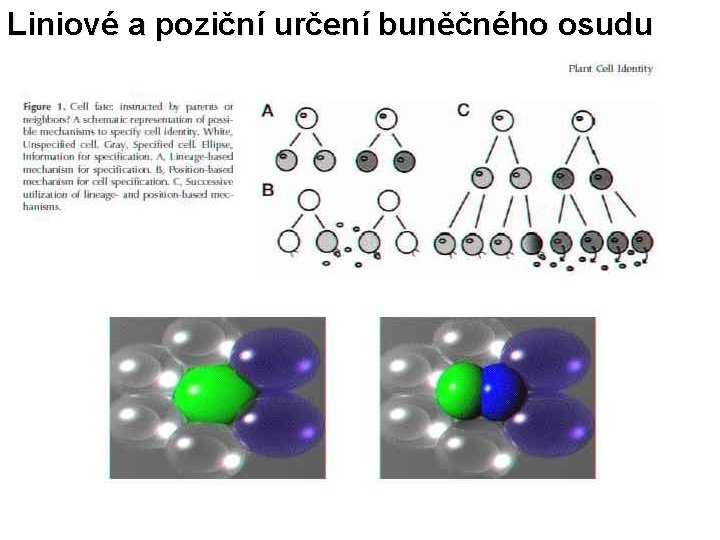 Liniové a poziční určení buněčného osudu 