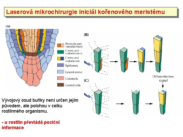 Laserová mikrochirurgie iniciál kořenového meristému Vývojový osud buňky není určen jejím původem, ale polohou