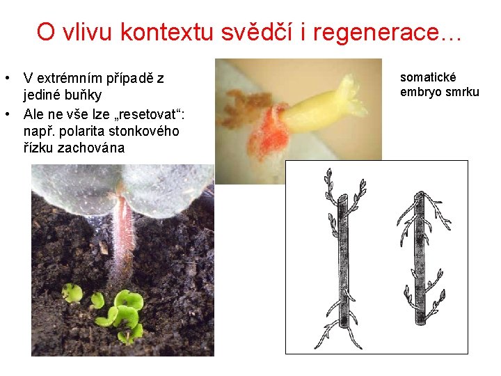 O vlivu kontextu svědčí i regenerace… • V extrémním případě z jediné buňky •