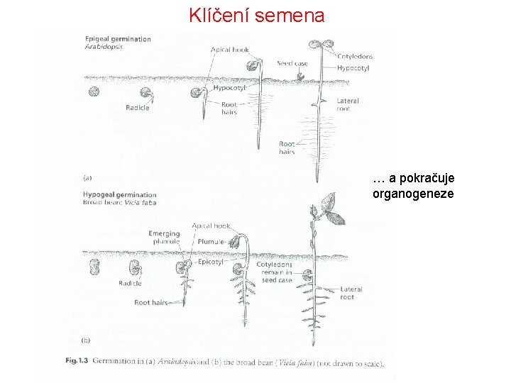 Klíčení semena … a pokračuje organogeneze 