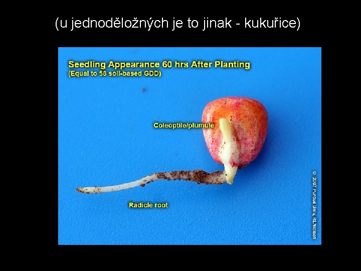 (u jednoděložných je to jinak - kukuřice) 