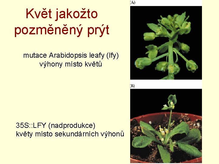 Květ jakožto pozměněný prýt mutace Arabidopsis leafy (lfy) výhony místo květů 35 S: :