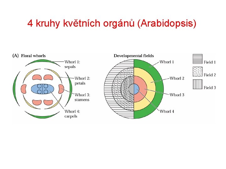 4 kruhy květních orgánů (Arabidopsis) 