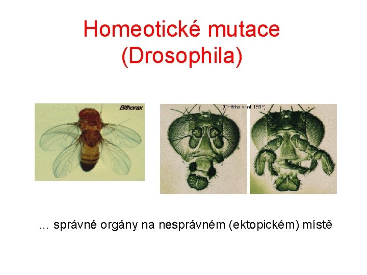 Homeotické mutace (Drosophila) … správné orgány na nesprávném (ektopickém) místě 