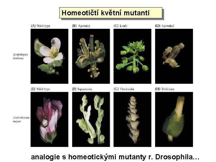 Homeotičtí květní mutanti analogie s homeotickými mutanty r. Drosophila… 