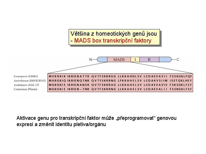 Většina z homeotických genů jsou - MADS box transkripční faktory Aktivace genu pro transkripční