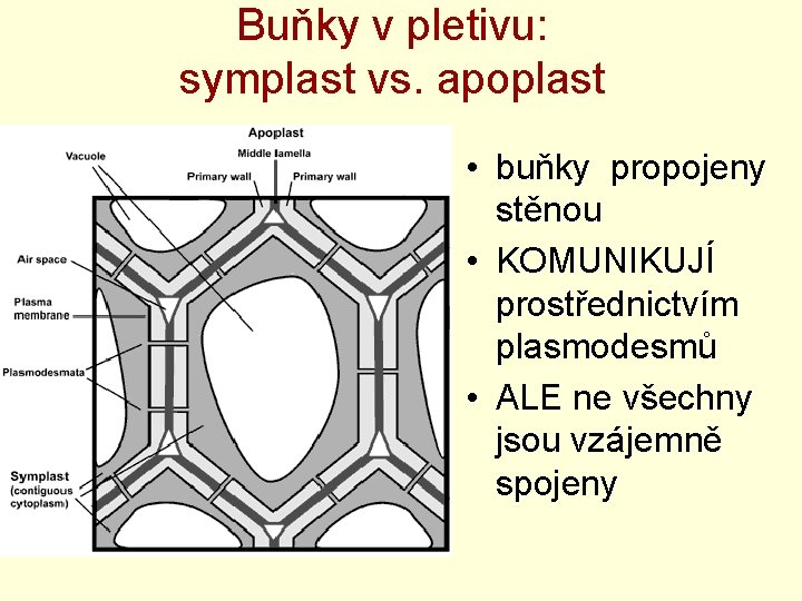 Buňky v pletivu: symplast vs. apoplast • buňky propojeny stěnou • KOMUNIKUJÍ prostřednictvím plasmodesmů