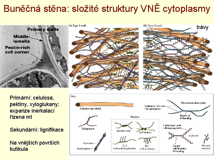 Buněčná stěna: složité struktury VNĚ cytoplasmy trávy Primární: celulosa, pektiny, xyloglukany; expanze inerkalací řízena