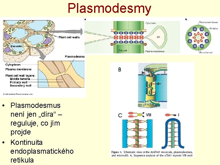 Plasmodesmy • Plasmodesmus není jen „díra“ – reguluje, co jím projde • Kontinuita endoplasmatického